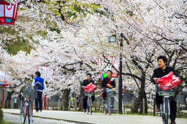 교토, 일본에서 벚꽃 시즌 — 스톡 사진