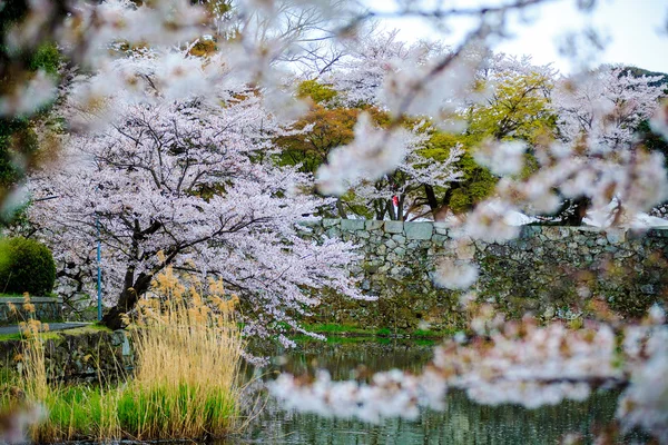 Stagione Sakura a Kyoto, Giappone — Foto Stock