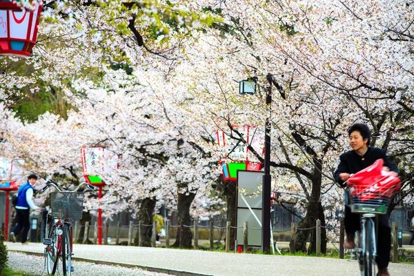 Sakura sezóna v Kjótu, Japonsko — Stock fotografie