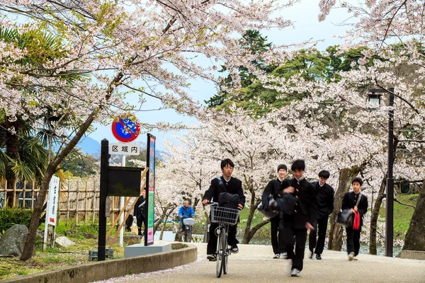 교토, 일본에서 벚꽃 시즌 — 스톡 사진