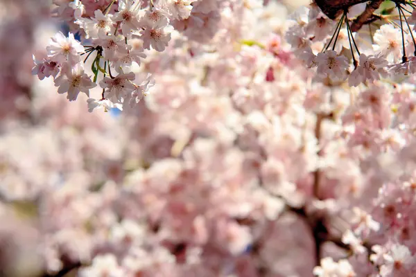 Temporada Sakura en Kyoto, Japón — Foto de Stock