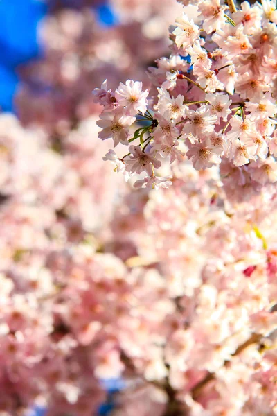 Temporada Sakura em Kyoto, Japão — Fotografia de Stock