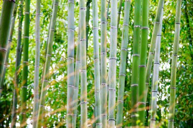 Bambu ormanı kyoto, Japonya