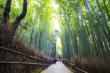 Bambu ormanı kyoto, Japonya