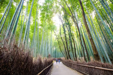 Bambu ormanı kyoto, Japonya