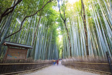 The bamboo forest of Kyoto, Japan clipart