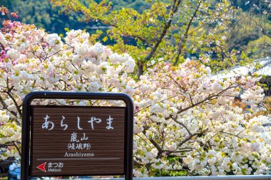 kiraz çiçeği arashiyama, kyoto, Japonya
