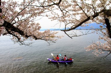 Sakura Sezon kaizu osaki içinde Japonya