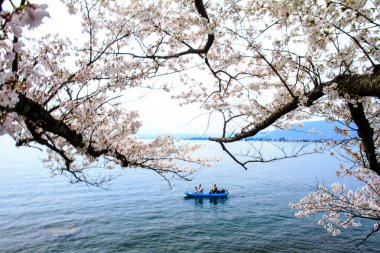 Sakura Sezon kaizu osaki içinde Japonya