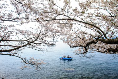 Sakura Sezon kaizu osaki içinde Japonya