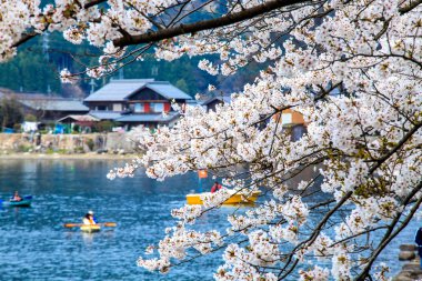 Sakura Sezon kaizu osaki içinde Japonya