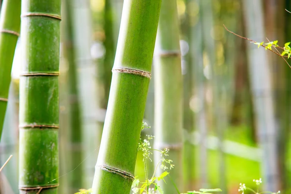 A floresta de bambu de Kyoto, Japão — Fotografia de Stock