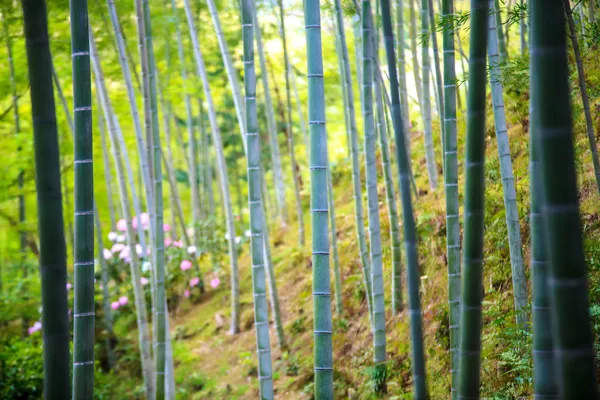 El bosque de bambú de Kyoto, Japón — Foto de Stock