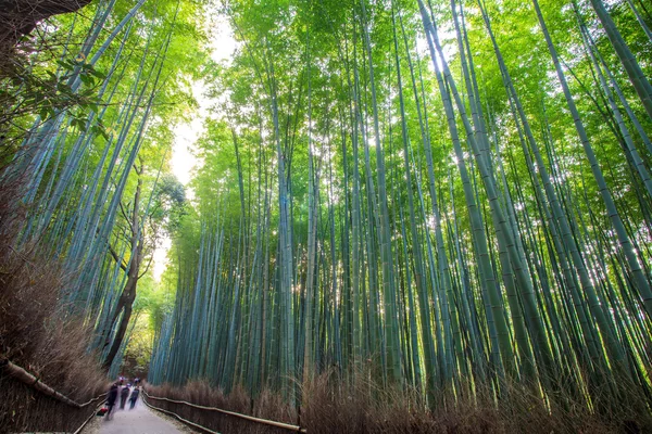 Bambusový Les kyoto, Japonsko — Stock fotografie