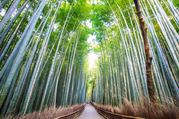 De bamboe bos van kyoto, japan — Stockfoto