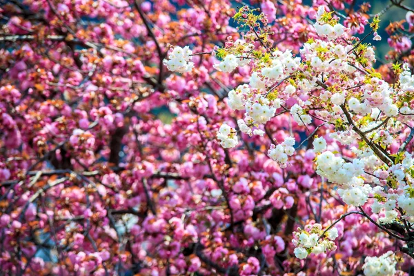 Cherry mekar di Arashiyama, Kyoto, Jepang — Stok Foto