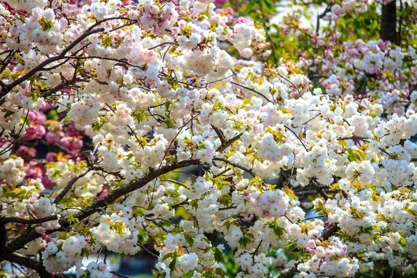 Κεράσι ανθίσει στην arashiyama, Κιότο, Ιαπωνία — Φωτογραφία Αρχείου