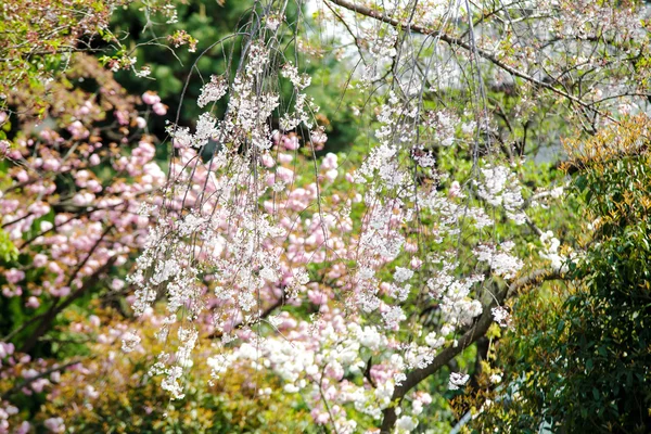 Třešňový květ v arashiyama, kyoto, Japonsko — Stock fotografie