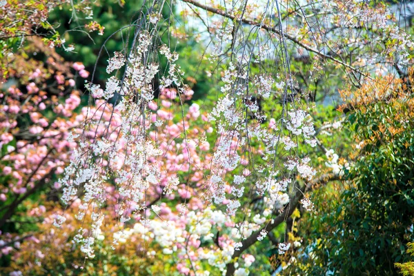 Flor de cerezo en Arashiyama, Kyoto, Japón —  Fotos de Stock