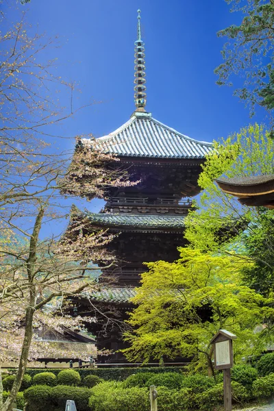 Sanjeong Temple with nice sakura at spring season — Stock Photo, Image