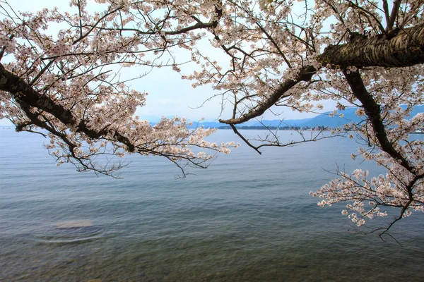 Sakura sezóna v osaki jménem kaizu, Japonsko — Stock fotografie