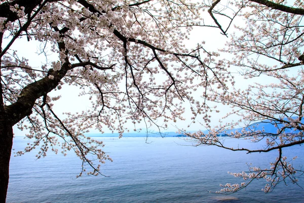 Temporada Sakura em Kaizu Osaki, Japão — Fotografia de Stock