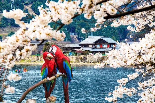 The potrait of Blue & Gold Macaw — Stock Photo, Image