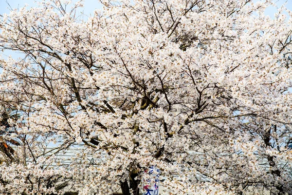 Temporada de sakura no Japão — Fotografia de Stock