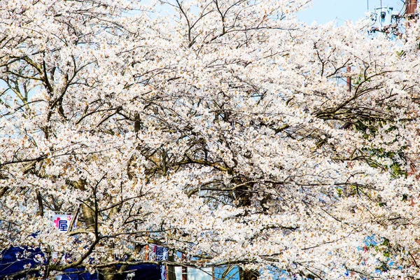 Temporada de sakura no Japão — Fotografia de Stock