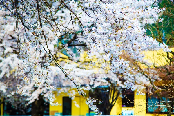 Sakura season in Japan — Stock Photo, Image