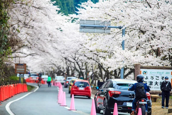 Sakura seizoen in kaizu osaki, japan — Stockfoto