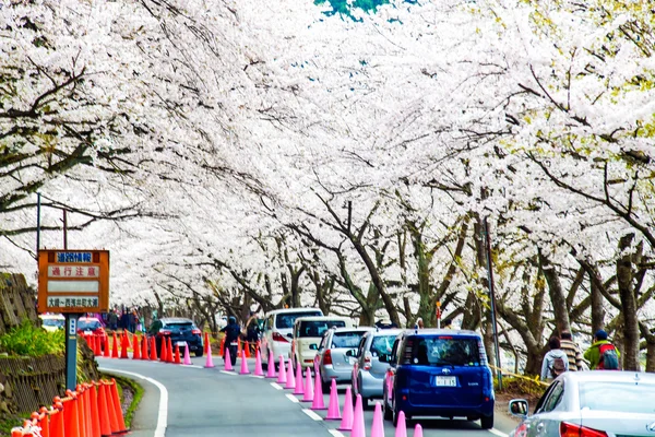 Sakura seizoen in kaizu osaki, japan — Stockfoto