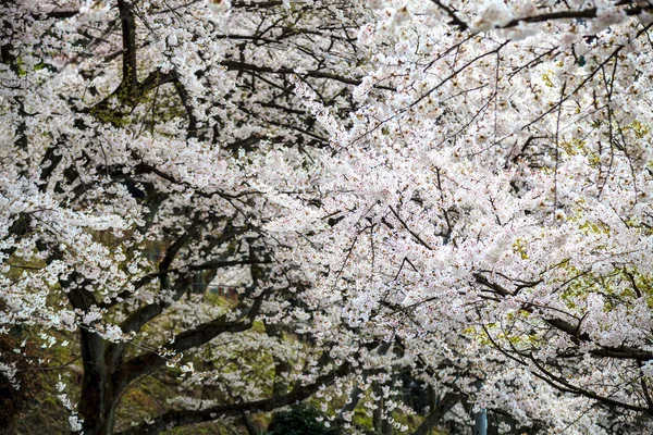 Sakura Sezon kaizu osaki içinde Japonya