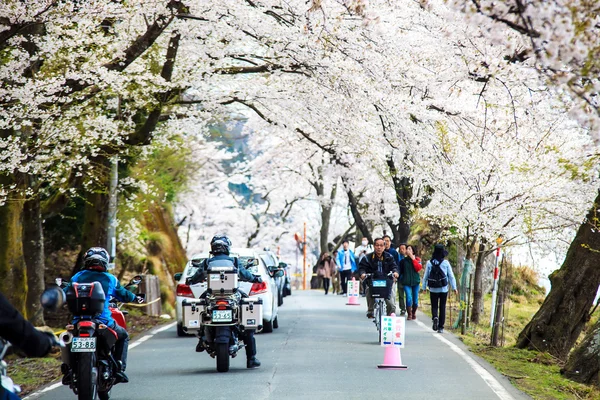 사쿠라 시즌이 이즈 시 오사키, 일본 — 스톡 사진