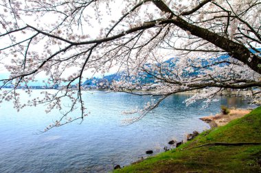 Sakura Sezon kaizu osaki içinde Japonya