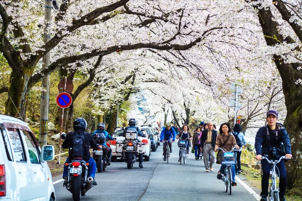 Sakura seizoen in kaizu osaki, japan — Stockfoto