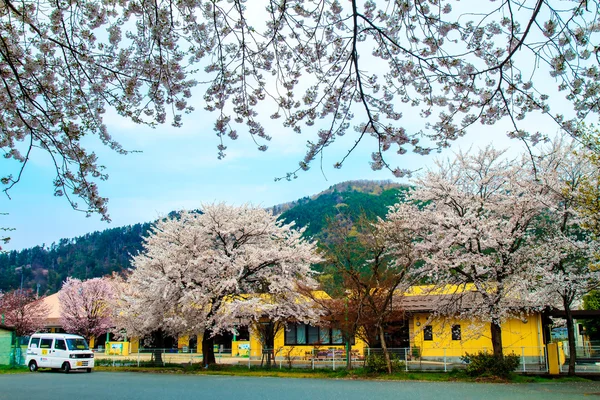 Sakura Sezon kaizu osaki içinde Japonya — Stok fotoğraf