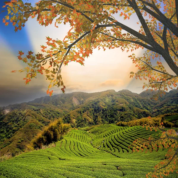 Beautiful maple with nice background — Stock Photo, Image