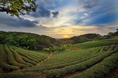 tea plantation landscape sunset clipart