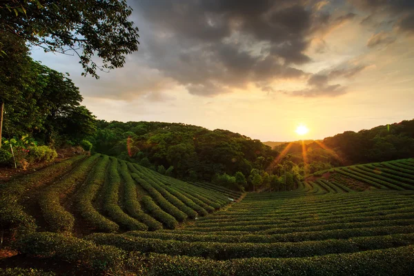 Teeplantagen Landschaft Sonnenuntergang — Stockfoto