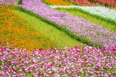 Bahçedeki pembe renkli sonbahar krizantem