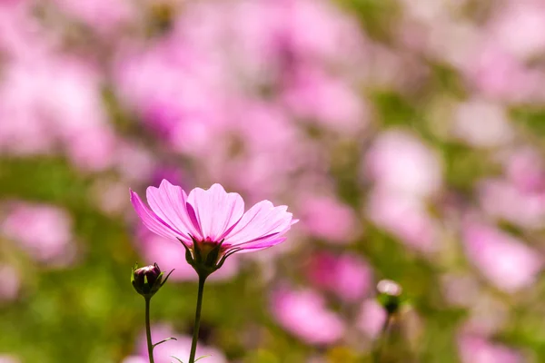 Цветные розовые осенние хризантемы в саду — стоковое фото