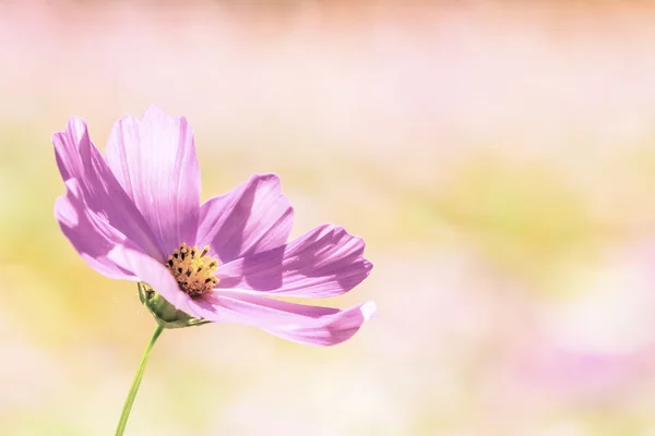 缤纷粉红色的秋季菊花，在花园里 — 图库照片