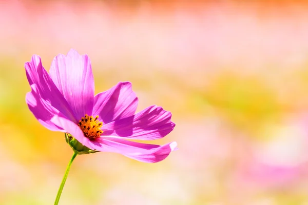 Crisântemo outonal rosa colorido no jardim — Fotografia de Stock