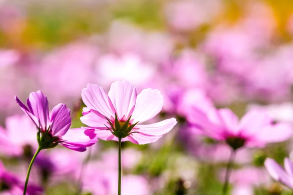 Colorido crisantemo otoñal rosa en el jardín —  Fotos de Stock