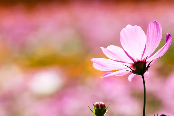 Färgglad rosa höstens krysantemum i trädgården — Stockfoto