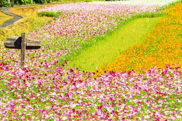 Crisântemo outonal rosa colorido no jardim — Fotografia de Stock