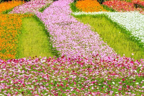 Chrysanthème automnal rose coloré dans le jardin — Photo