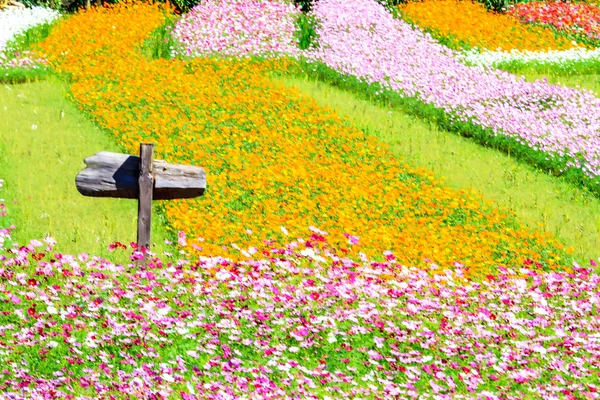 Crisântemo outonal rosa colorido no jardim — Fotografia de Stock