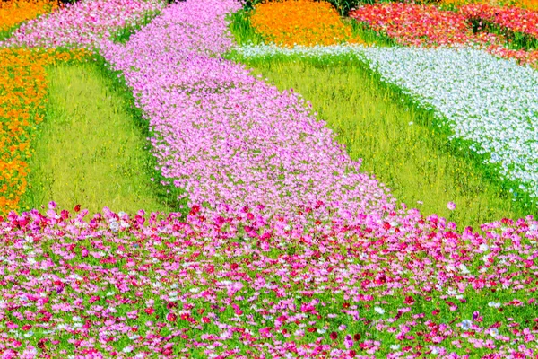 Kleurrijke roze herfst chrysant in de tuin — Stockfoto